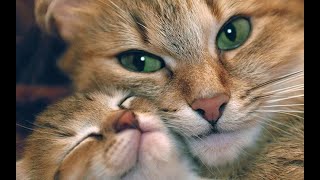 картинка: 😺 Счастливые носики! 🐈 Видео смешных котов и котят для хорошего настроения! 😻