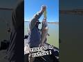 Chris @southwestgrind2587 #shortvideo #fishing #trackerboats #catfishing