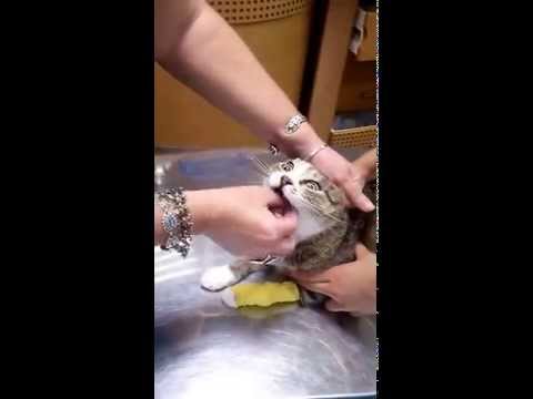 Videó: Miért fontos a megfelelő étel a macska számára?