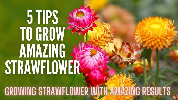 How to dry strawflowers - my tried and tested methods