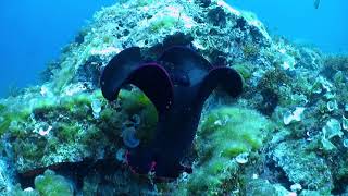 VisitMalta: Experience Diving