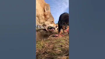 Tibetan Mastiff vs Wolf 🐺🐺🐺