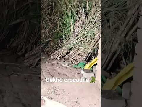 dekho crocodile🐊 #viral #upsiupdate #youtubeshorts #crocodile