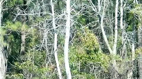 Homes for Sale - 0 Hwy 421 0 Currie NC 28435 - Art...