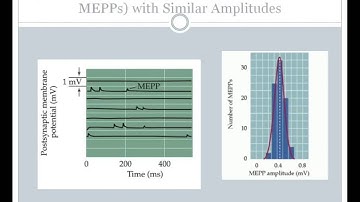 SJSU Neurophysiology - Lecture 7 - Synaptic Integration