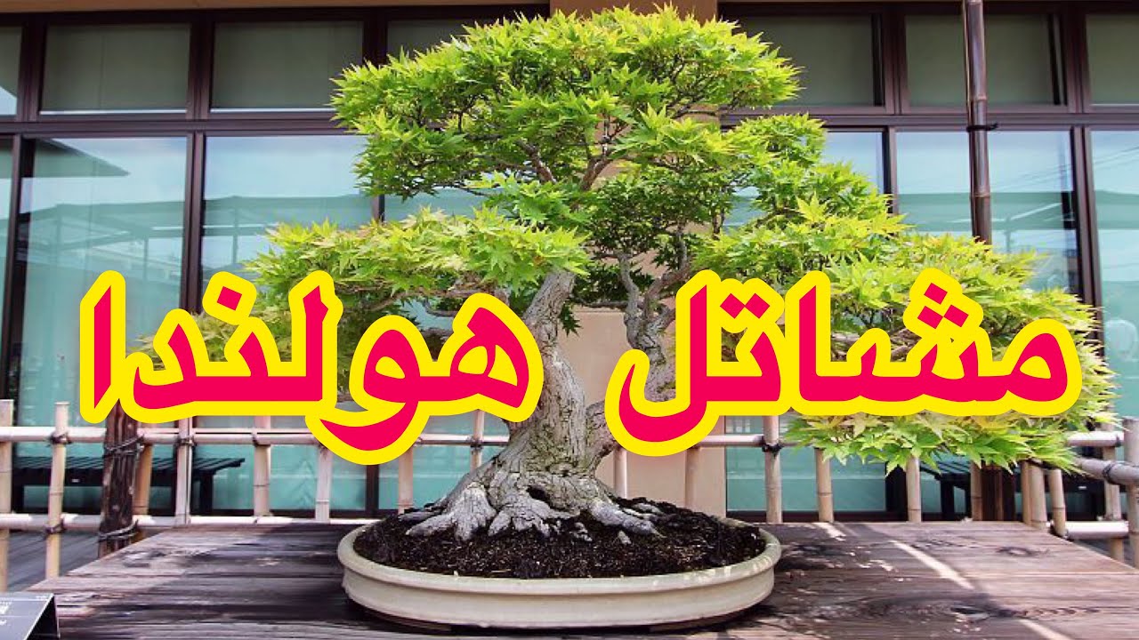 مشاتل هولندا أجمل انواع الزهور والاشجار