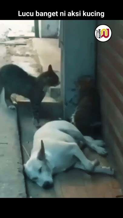 Aksi kucing berkelahi dan membuat anjing terkejut