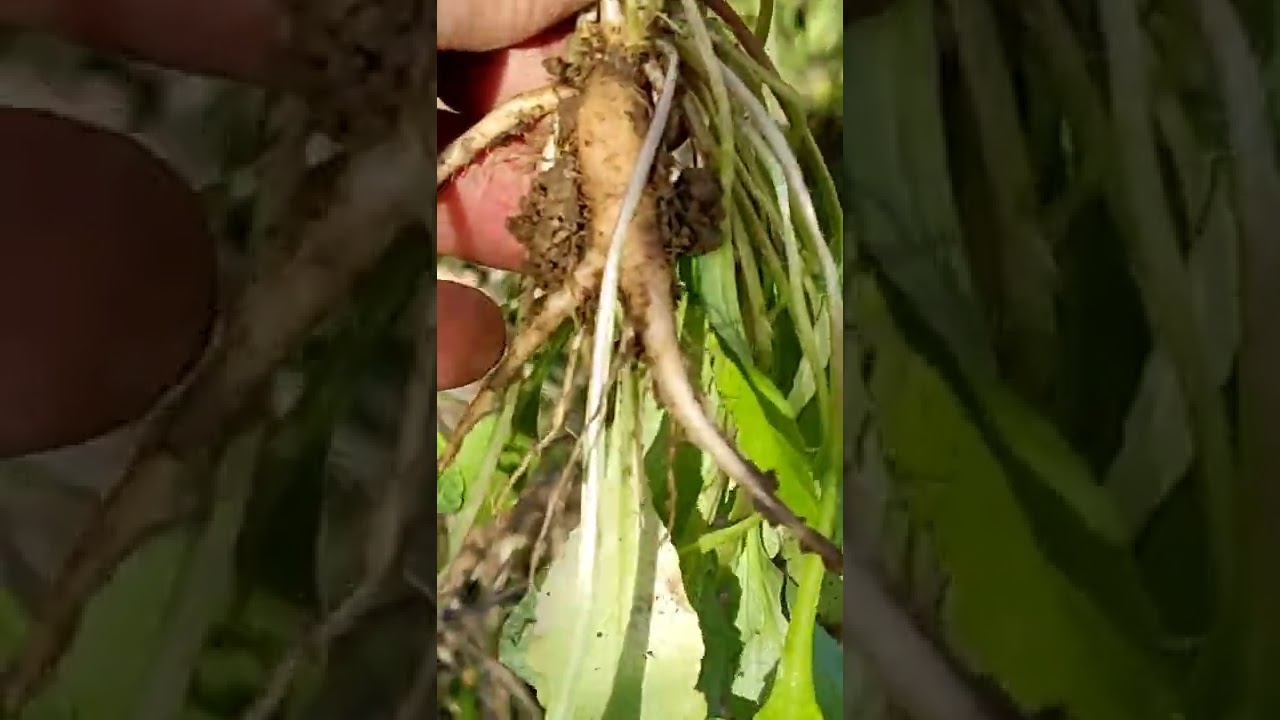 erbe selvatiche per fare la torta d'erbi come una volta ...antichi sapori della Lunigiana