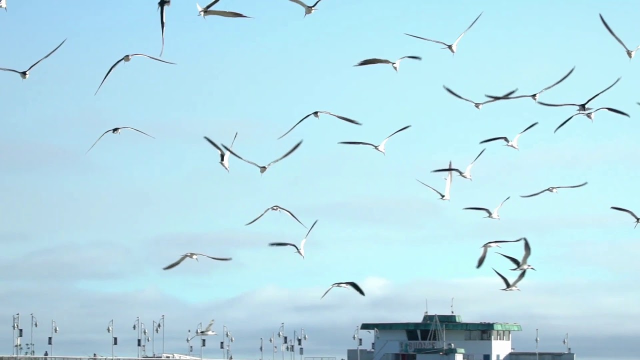 Relaxing Music: Light Wind Makes Happy Birds.