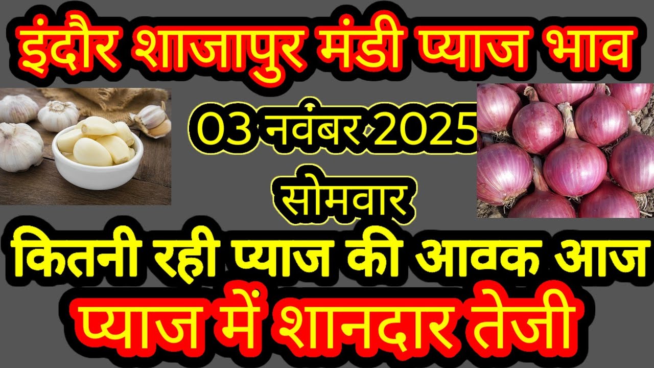 इंदौर,शाजापुर मंडी प्याज के ताजा भाव 03/11/25 #indoremandibhav #mandibhavdarbar  #PYAJMandiShajapur