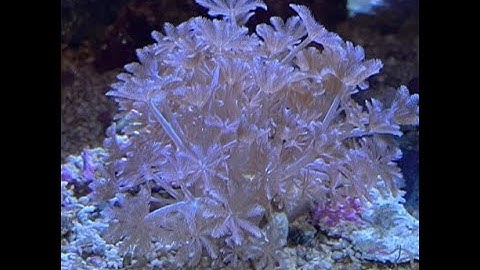 Pulsing Xenia Coral