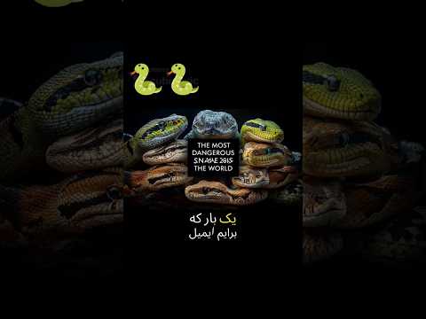 خطرناک ترین مارهای جهان آشنایی دارید از مارهای سمی تا ویژگی های ترسناکشان مار جهان برای اکتشاف