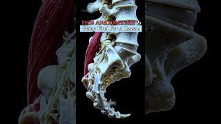 1 41630 na MG m new Bones Coccyx AI vid Storytell cRT Biology EN 9x16 dVK H43