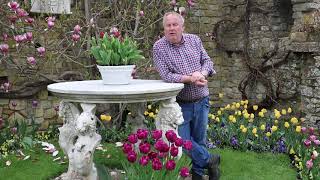 Virtual Garden Tours - Tulips in the Italian Garden - April 2020