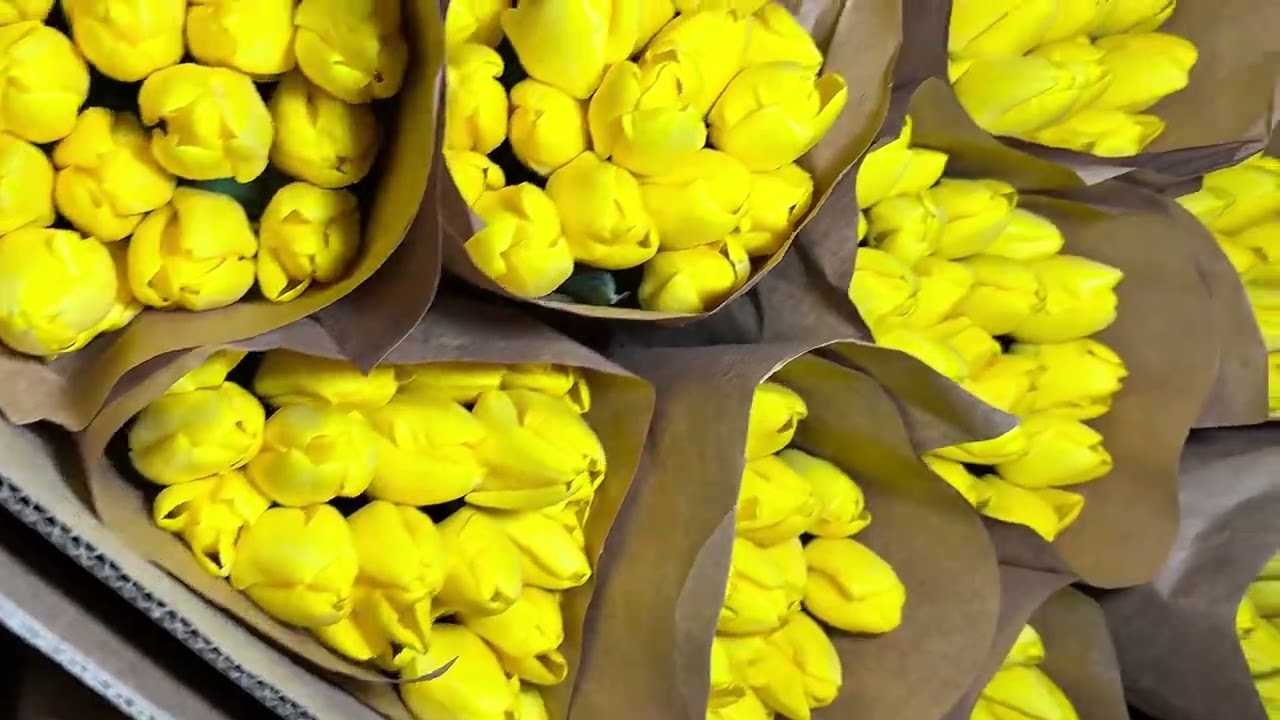 Тюльпаны оптом от производителя: свежий срез с доставкой в ваш город: компания «Тюльпаны Крыма»