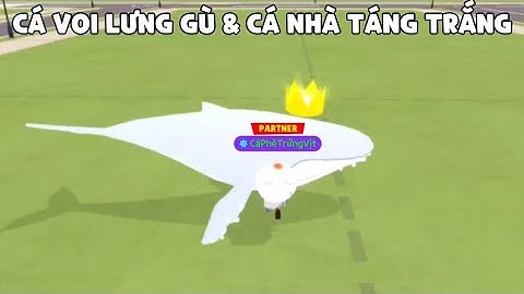 HƯỚNG DẪN CÂU CÁ VOI LƯNG GÙ TRẮNG VÀ CÁ NHÀ TÁNG TRẮNG