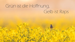 Grün ist die Hoffnung, Gelb ist Raps