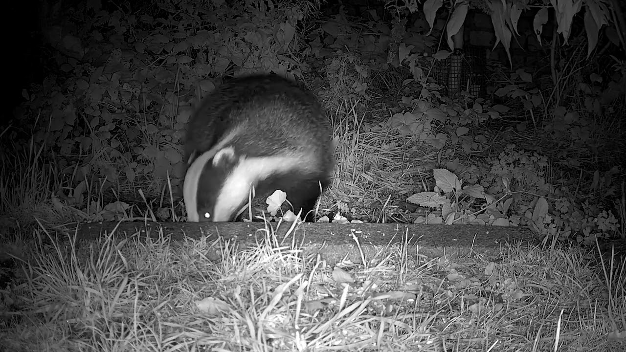 “Badger of the Dawn Woods  Beautiful Countryside Wildlife by Debra Angel”