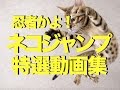 おもしろ動画 ネコのジャンプ ビックリ特選動画集