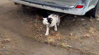 Rescuing a starving stray kitten under a car: Shaved and dressed,he became an elegant gentleman!