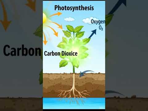 Process of photosynthesis