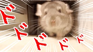 【チンチラ】暗くて狭い隙間からダッシュで飛び出してくるマロンとあずき！