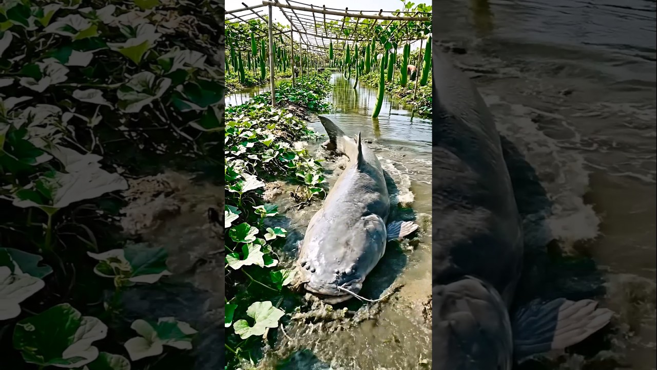 Wow! Amazing Polo Fishing Videos ! Best Big Fish Catching ! Primitive Technique fishing 