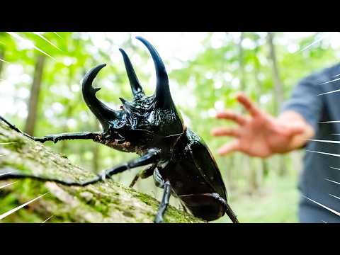 A wild Caucasus beetle...!!!!!!