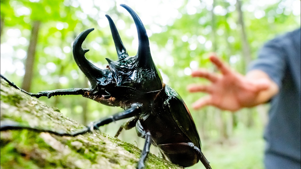 野生のコーカサスオオカブトを捕獲してみた
