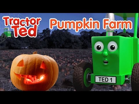 Tractor Ted Goes Pumpkin Picking! 🎃 | Halloween | Farms For Kids