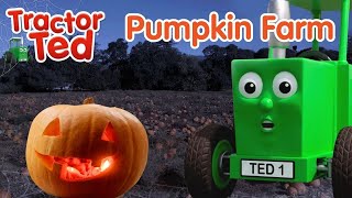 Tractor Ted Goes Pumpkin Picking Halloween Farms For Kids