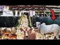 اسرار و مخاطر نقل المواشي من الابقار والخراف عبر السفن بحرا