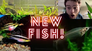 NEW FISH AND FISHROOM UPDATES!!