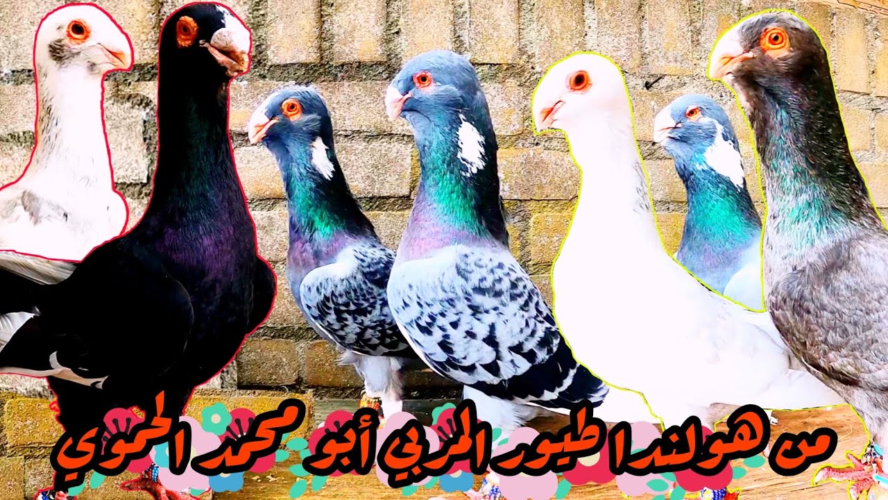 من هولندا 🇳🇱  الحمام الشامي عند المربي ابو محمد الحموي 🕊