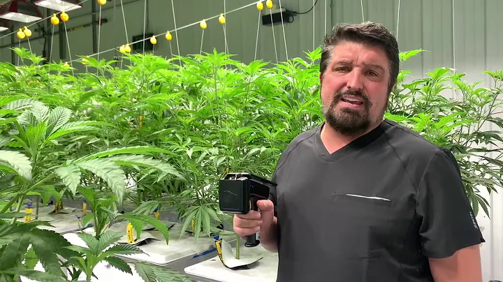 Best-In-Class METRC RFID CannaScanner Audits 160 Cannabis Plants In Under One Minute!