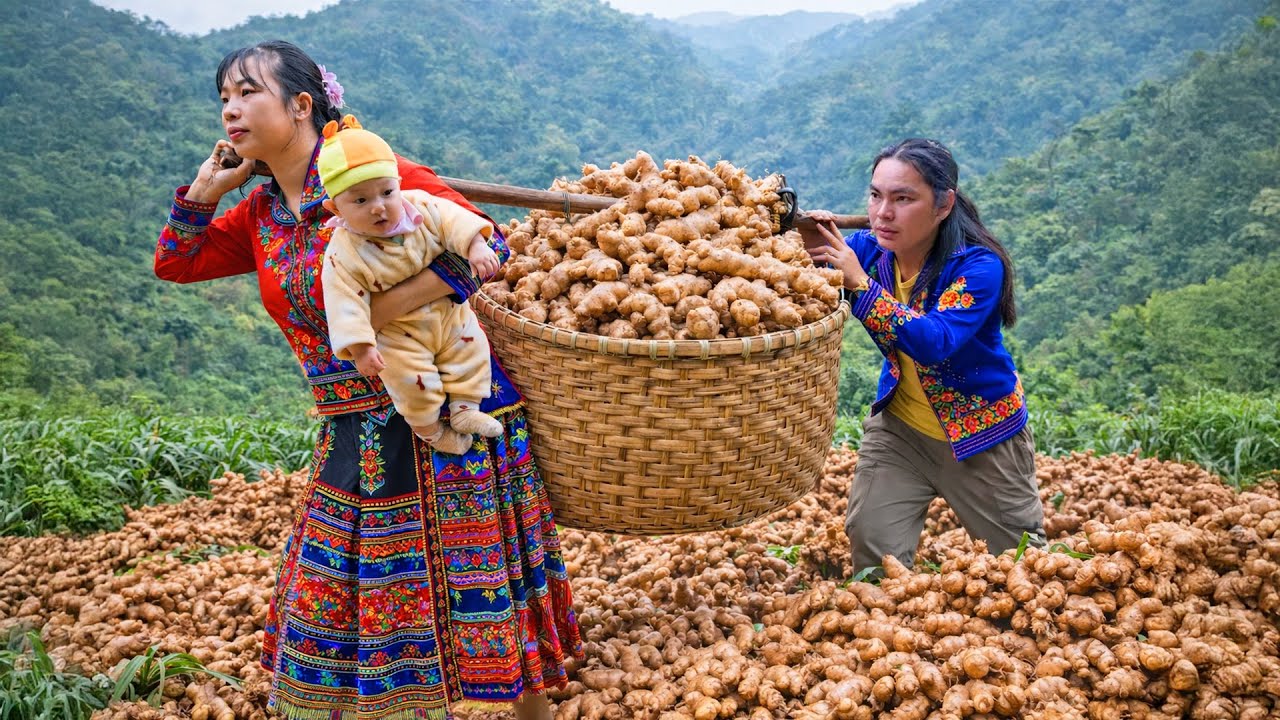 Harvesting Ginger Roots and Taking Them to the Market to Sell - Gardening | SURVIVAL ALONE