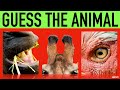 Guess the Animal Quiz #2 | Name the Animals by Closeup Guessing Game | Family Trivia Game Night