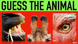 Guess the Animal Quiz #2 | Name the Animals by Closeup Guessing Game screenshot 2
