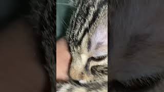Kitten(3 months old) suckling
