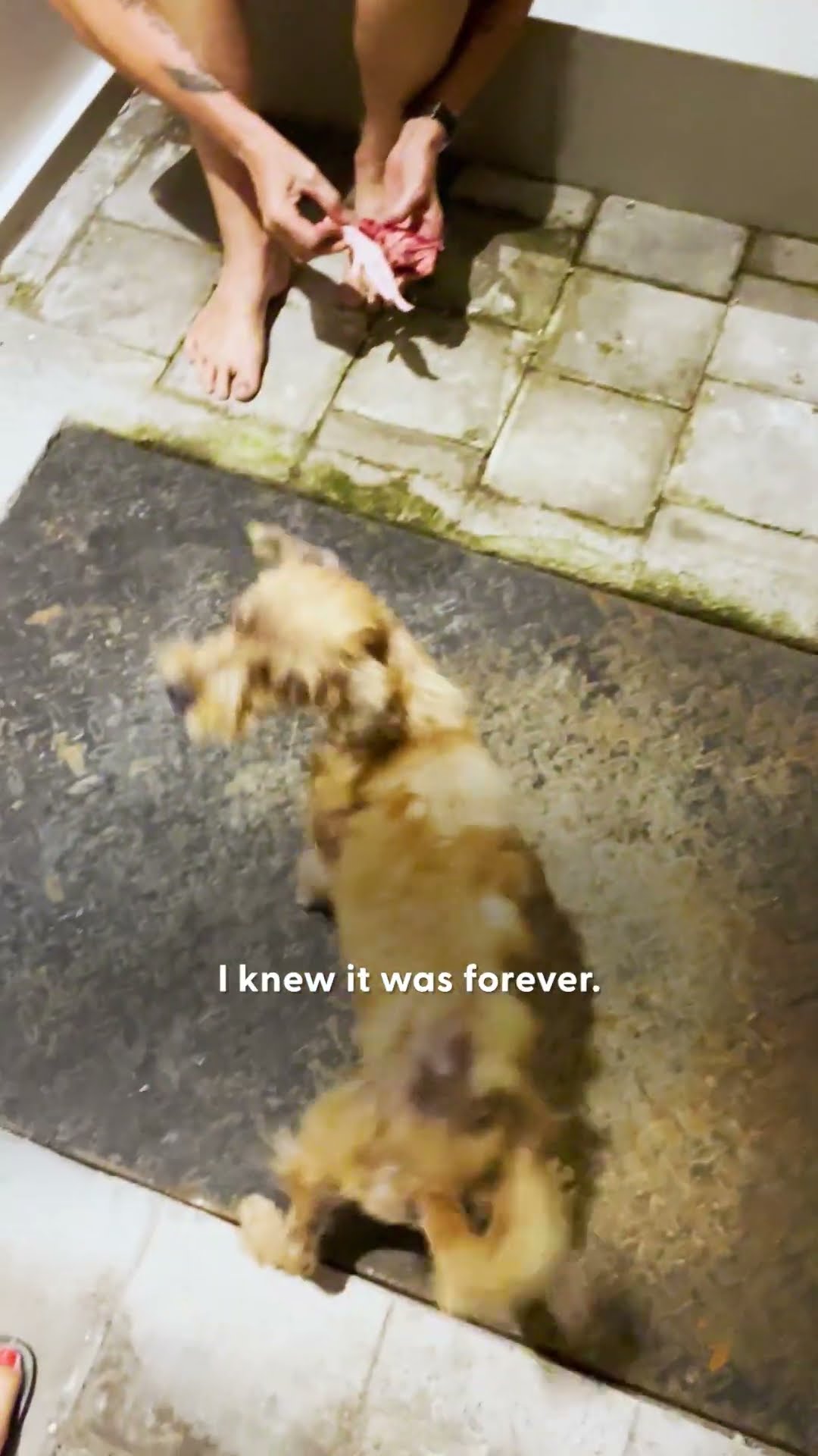 Terrified Stray Dog Transforms Into A Fluffy Puppy | The Dodo