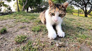 狩猟本能をむき出しにしてヤモリを捕まえる三毛猫
