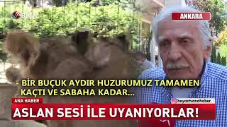 Aslan sesi ile uyanıyorlar! Resimi