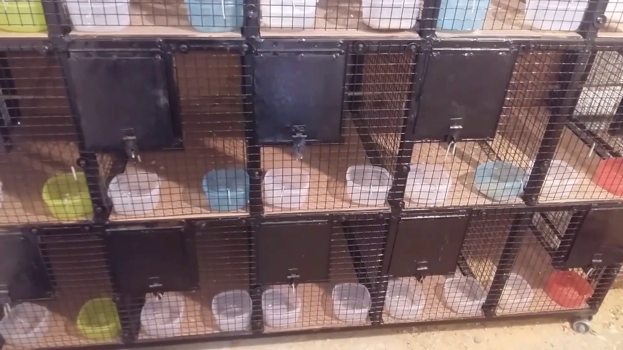 budgie breeding cages