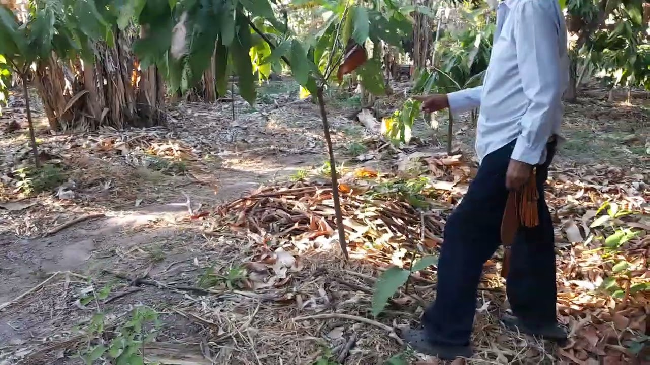 REVISANDO LOS PALOS DE CACAO QUE YA ESTAN DANDO CACAO 