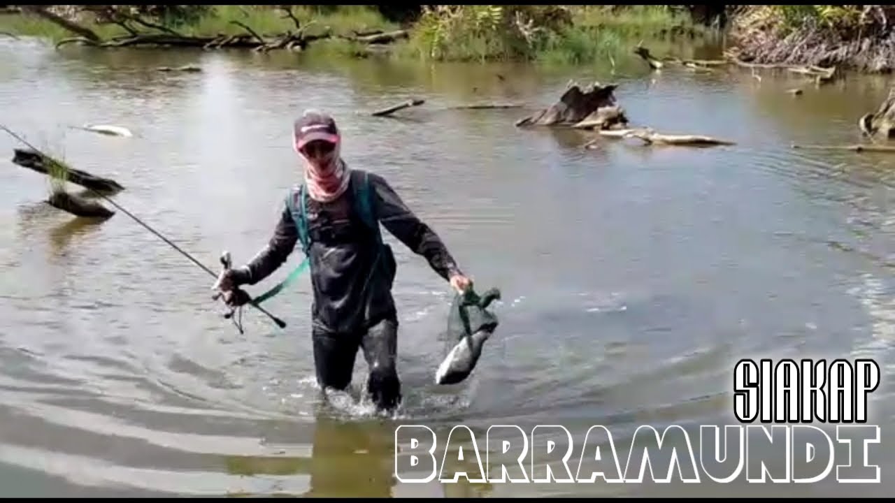 Angkara Siakap Awal Pagi Dah Masuk Paya | CASTING SIAKAP TELUK DANGA