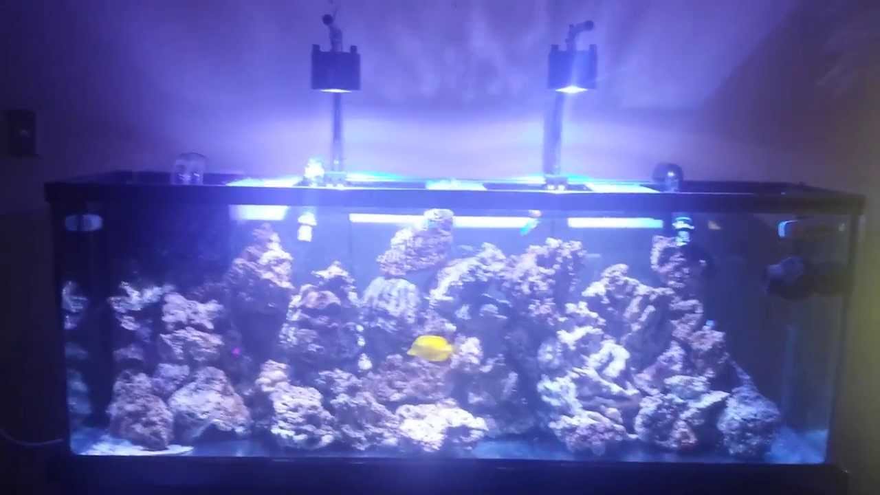 fish tank update (kessil led lights) - YouTube