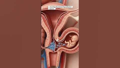 Exploring the Female Reproductive System