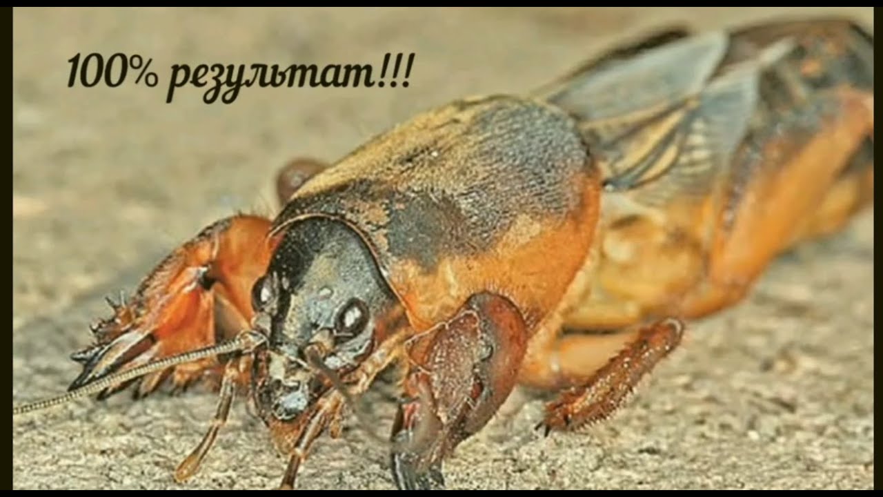 Битва с медведкой: как я воевала с неуловимым огородным вредителем