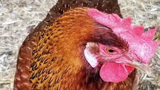 Chicken Breeds: Whiting True Green Hens from Murray McMurray Hatchery