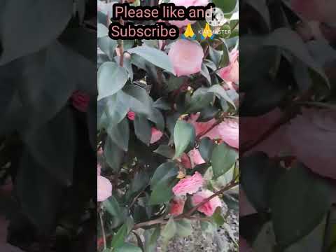Beautiful Pink Camellia